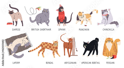 Cute cats breeds. Funny pets in different poses, various coat colors and length, cute domestic animals, cartoon happy kitten playful characters, veterinary and grooming mascot tidy vector set