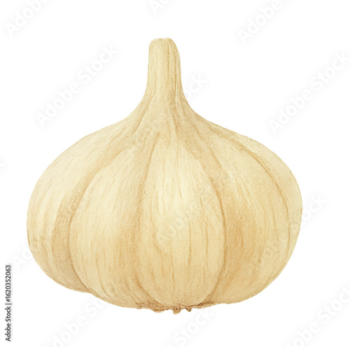 Garlic Bulbs and Cloves on Transparent Background