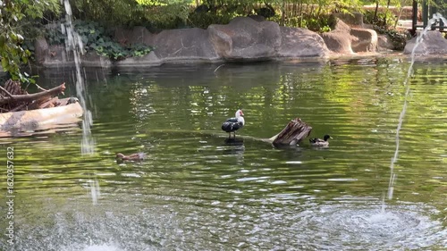 The cute ducks on the lake