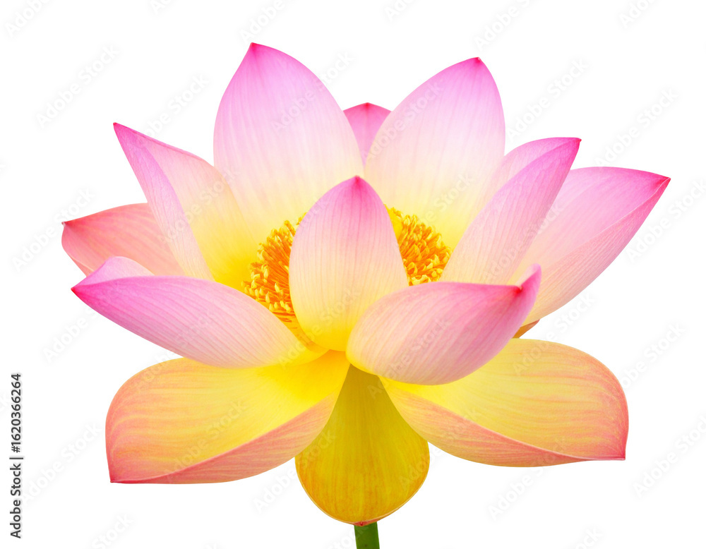 Fototapeta premium Lotus flower bloom isolated PNG