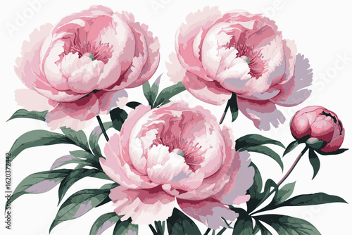 Watercolor Pink Peonies Floral Illustration