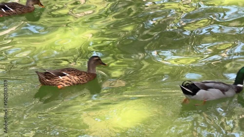 The cute ducks on the lake