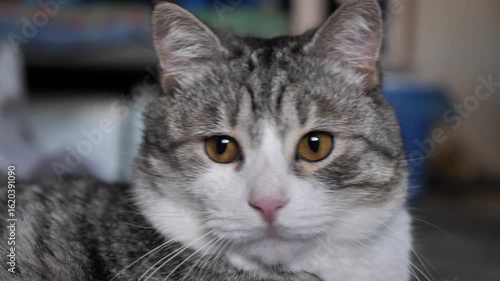 Portrait of a gray cat close-up. Beautiful look of a cat