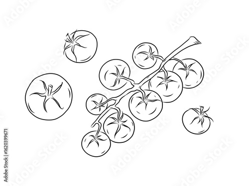 Hand drawn set of illustration, isolated line art sweet cherry tomatoes white background, outline vegetable icon for organic product design, eco friendly packaging, coloring book and food ingredient