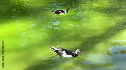 The cute ducks on the lake