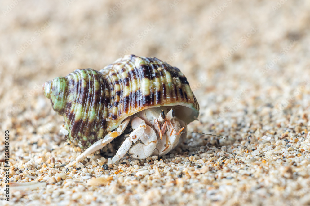 Fototapeta premium The hermit crab walks on a beach