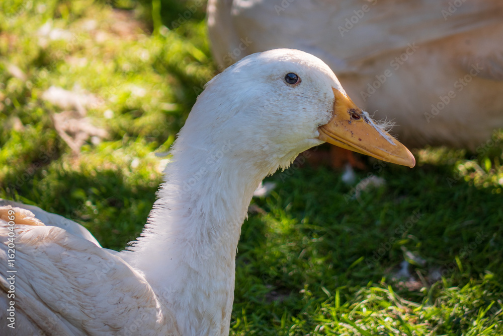 Close-up of a white domestic duck resting on green grass in backyard. Feathers and dirt on beak visible in natural sunlight. Close-up of a white domestic duck resting on green grass in backyard. Feathers and dirt on beak visible in natural sunlight.