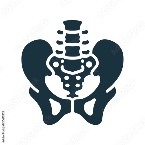 Dark blue human pelvis and spine icon on white background anatomy bone 1