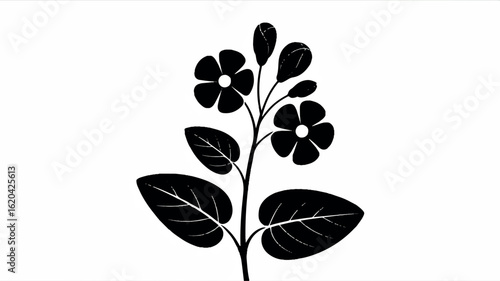 Elegant black and white silhouette of a tall flowering plant stem with multiple blooms