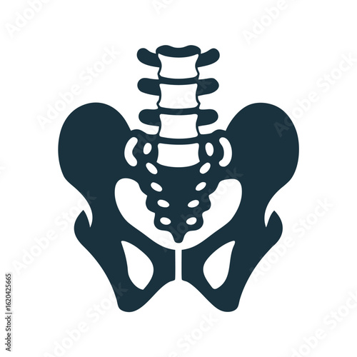 Dark blue human pelvis and spine icon on white background skeleton anatomy 4