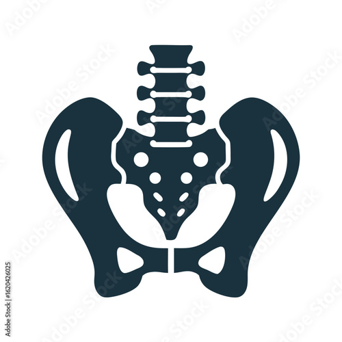 Dark blue human pelvis and spine icon on white background skeleton anatomy 8