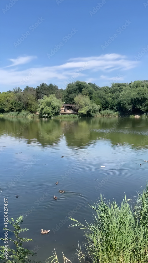 Obraz premium lake and forest