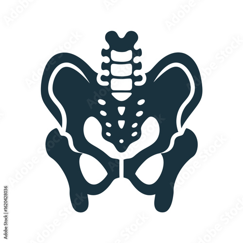 Human pelvis and spine anatomy icon dark blue silhouette on white skeleton