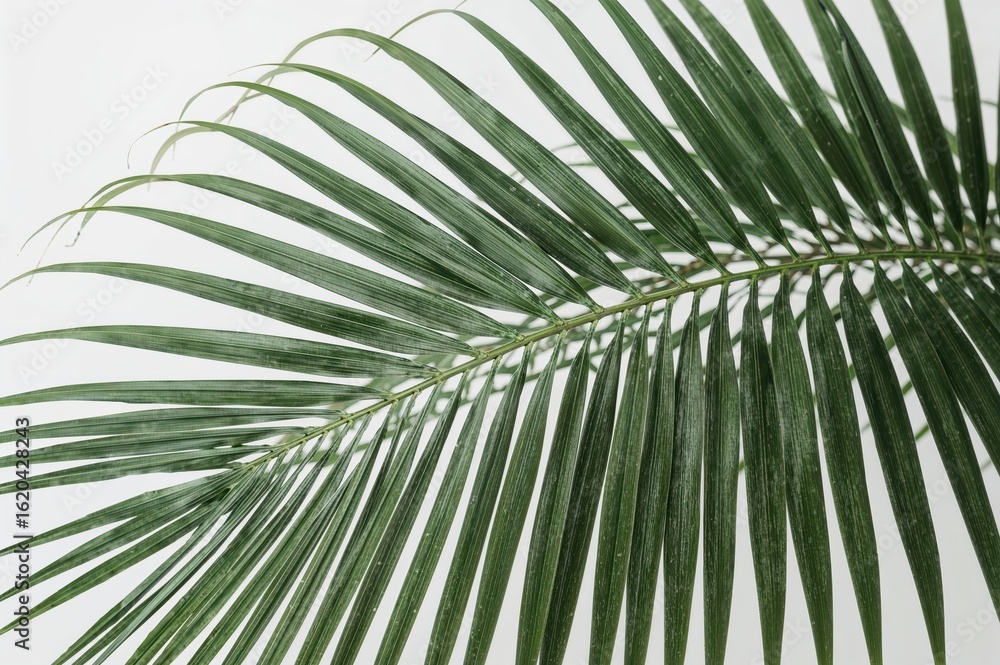 Obraz premium Tropical Palm Leaf Green Plant Foliage Nature Botanical Exotic Jungle Rainforest Flora Vegetation Organic Natural Environment Ecology Illustration Design 