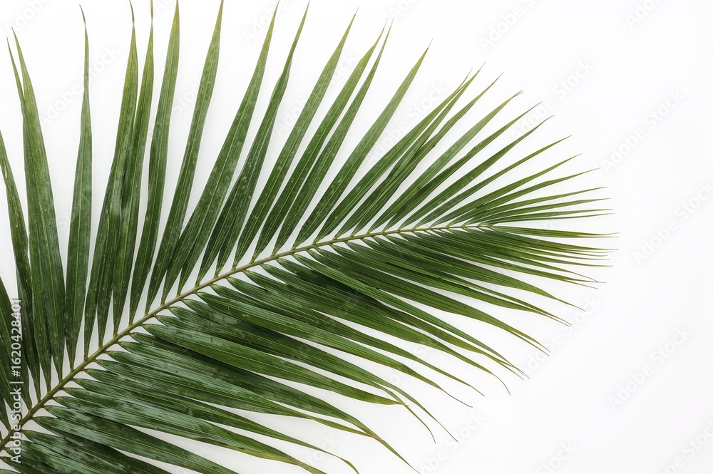 Obraz premium Palm Leaf Tropical Plant Green Foliage Nature Botanical Illustration Exotic Jungle Rainforest Flora Vegetation Organic Natural Environment Ecology Design 