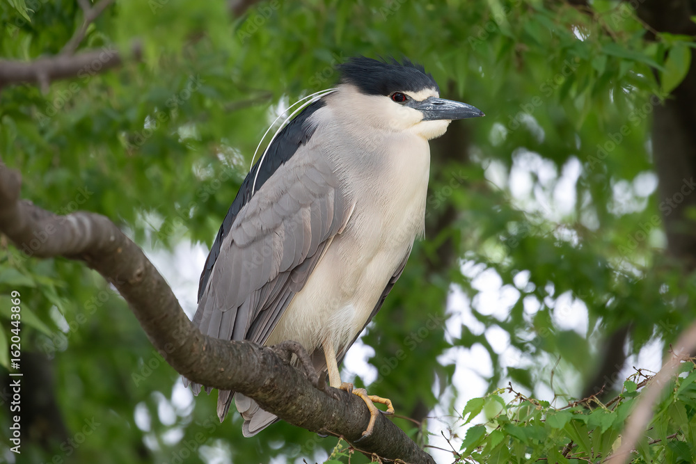 Fototapeta premium Black-Crowned Night Heron (Nycticorax nycticorax) Perched on Tree Branch Wildlife Photography