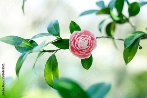 Beautiful Pink Camellia Flowers in Natural Light

