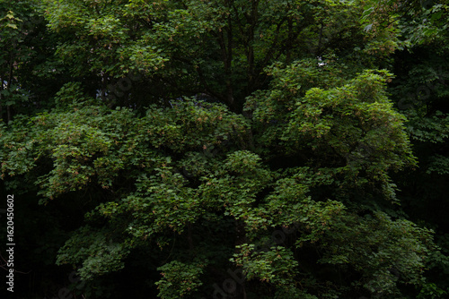 Photography Green Trees by the River