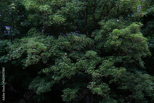Photography Some leaves and trees over the Liffey