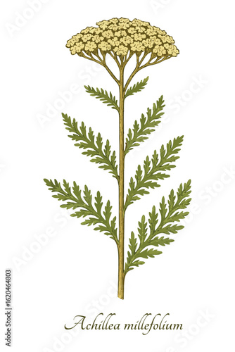 Elegant yarrow (Achillea millefolium) - vintage botanical herbarium illustration. Vector isolated on white background.