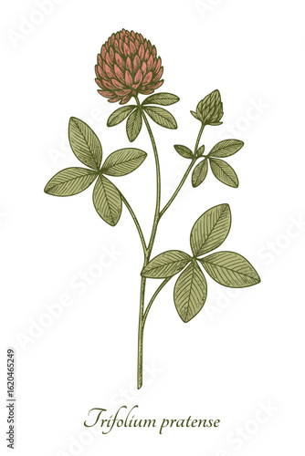 Red clover (Trifolium pratense) - vintage botanical illustration. Vector isolated on white background.