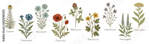 Vintage wildflowers vector set — isolated botanical illustrations of Erysimum, Centaurea cyanus, Linum perenne, Papaver rhoeas, and others on white background.