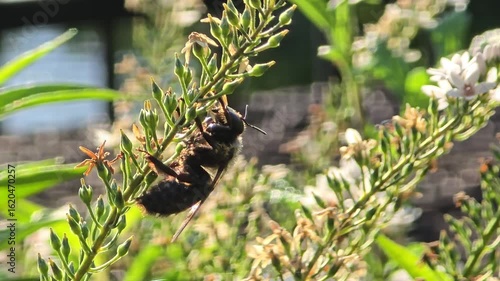 Queen honey bee basking on green white flower dew spiderwebs morning sunlight macro nature garden insect relaxing wildlife scene