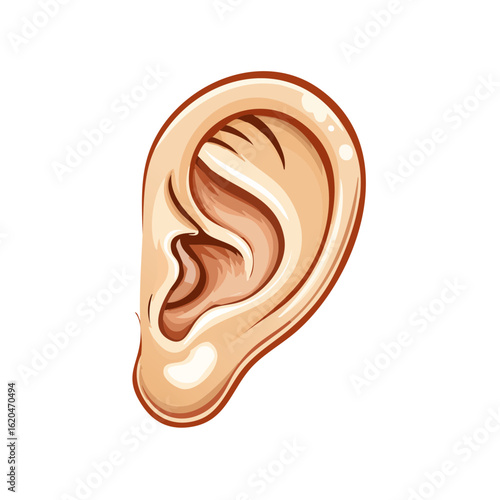 Illustration of an Ear Hearing Organ Anatomy Biology Healthcare Human Body Part