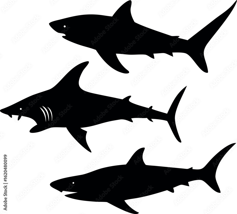 Obraz premium shark vector illustration
