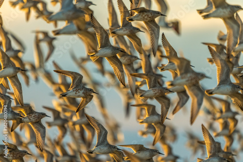 Red Knots In Flight