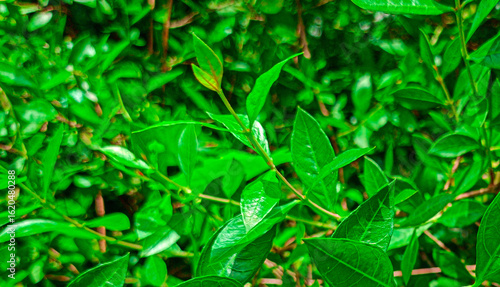 Beautiful green henna leaves (henna leaves)