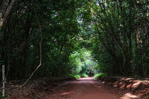 Forest landscape in Nairobi, Sunlight in a clearing
