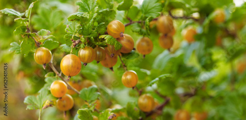 Wallpaper Mural Close-up of ripe yellow gooseberry. Torontodigital.ca