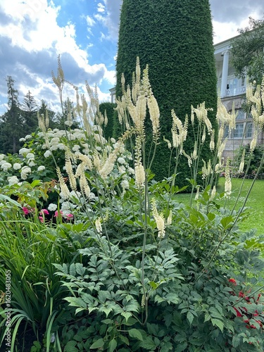White flowering cimicifuga racemosa with racemose inflorescences with a large thuja in a summer flower garden. Flower background.topiary cutting of garden trees