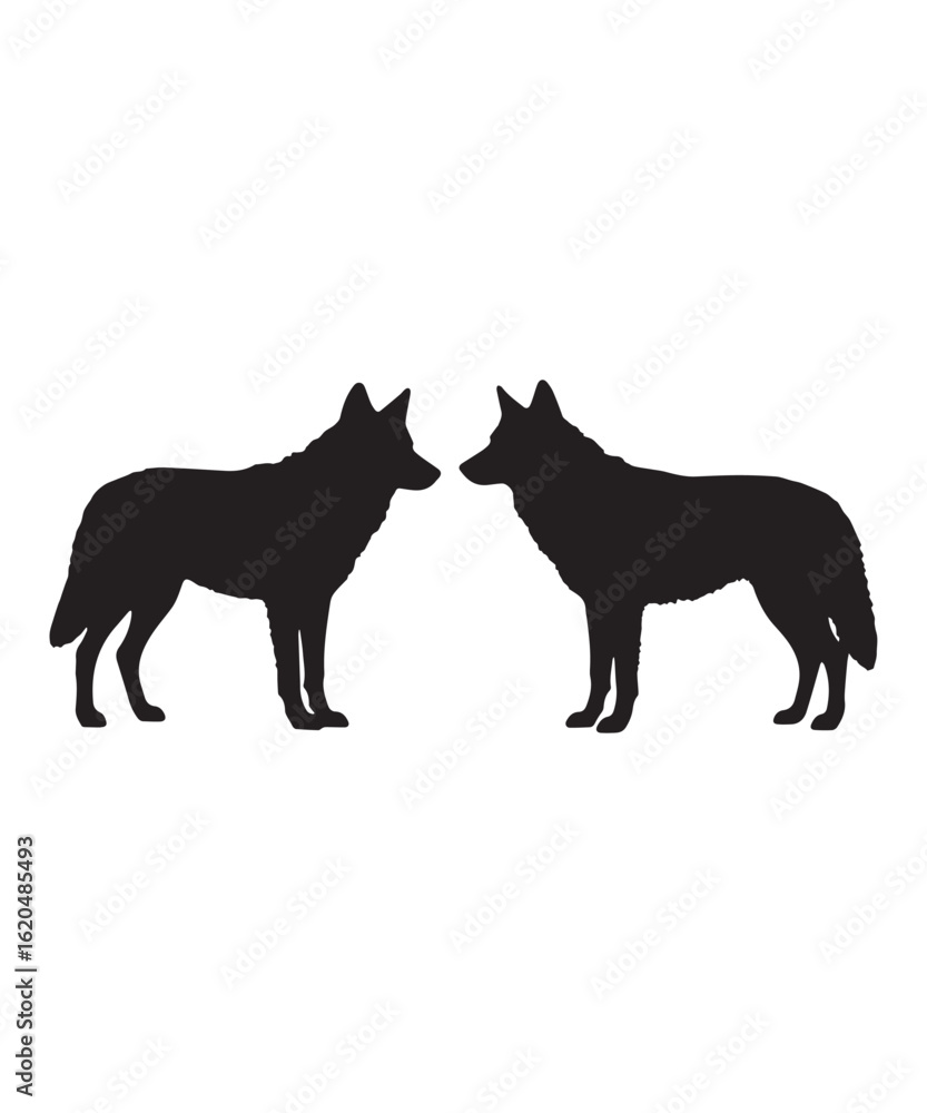 Obraz premium Two Wolves Facing Each Other in Silence