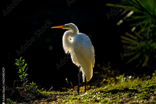 Backlit Great Egret