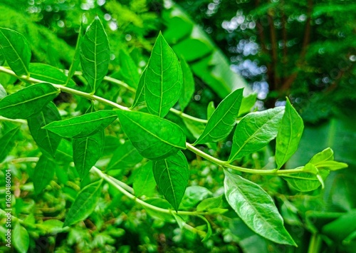 Beautiful green henna leaves (henna leaves)