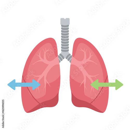 Anatomical representation of human lungs with airflow arrows  (inhalation and exhalation).