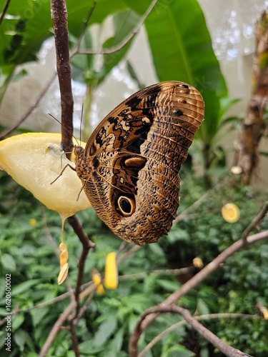 Owl Butterfly (Caligo illioneus) perched on a fruit