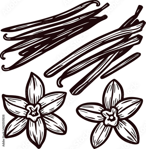Vanilla beans and flowers illustration in vintage engraved botanical black and white