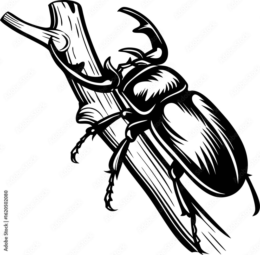 Fototapeta premium Detailed hand drawn stag beetle on branch illustration in vintage engraved black and white