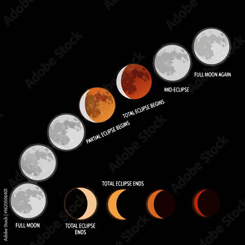 Colorful vector illustration of the moons phases and a total lunar eclipse sequence showing the blood moon.