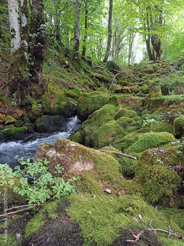 A serene forest stream cascading over moss-covered rocks in a shady woodland