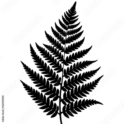 Black fern frond silhouette leaf plant