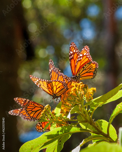 Migrating Monarchs Feeding on Flowers in Mexico