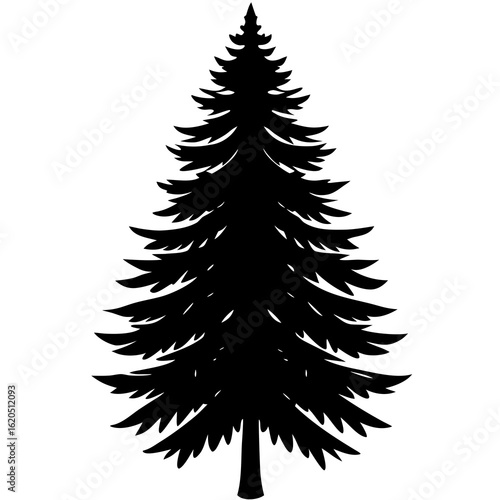 Tall evergreen tree silhouette pine tree black