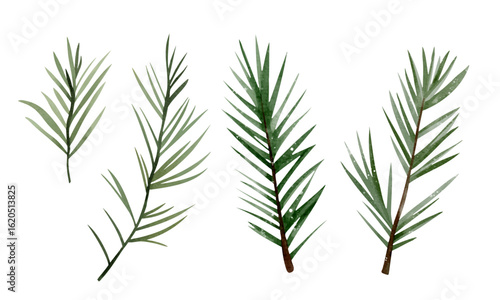 Watercolor pine branches set. Hand drawn greenery for winter and holiday designs. Natural and elegant style.