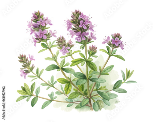 watercolor wild thyme vector illustration isolated on white background