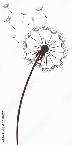 dandelion on white background