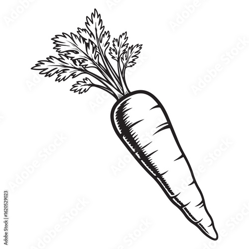 Black and white hand-drawn vector illustration of a whole carrot with leaves, isolated on a white background.